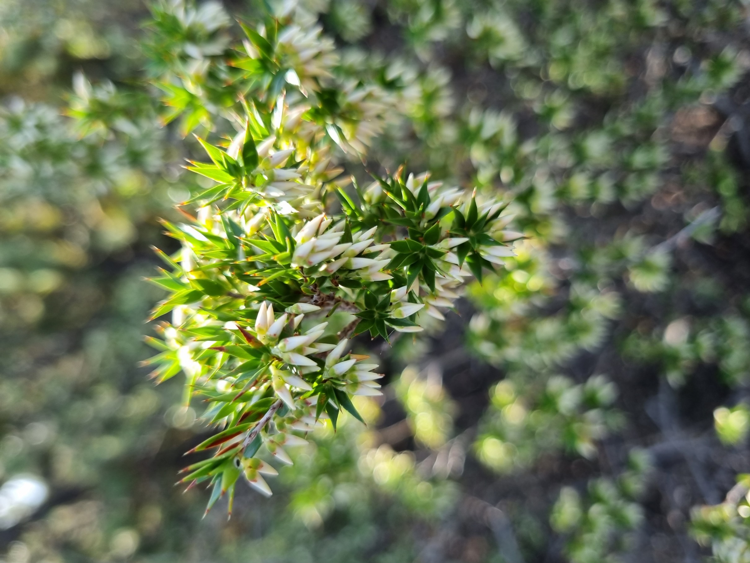 ?parviflorus